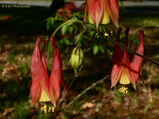 {Aquilegia canadensis}